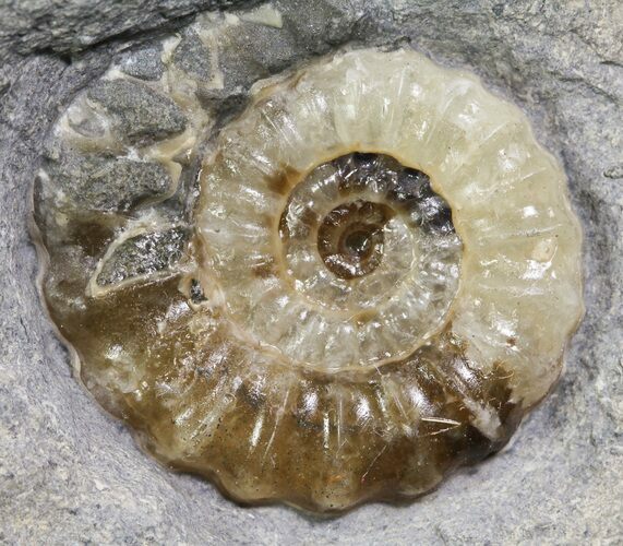 Promicroceras Ammonite - Dorset, England #30728